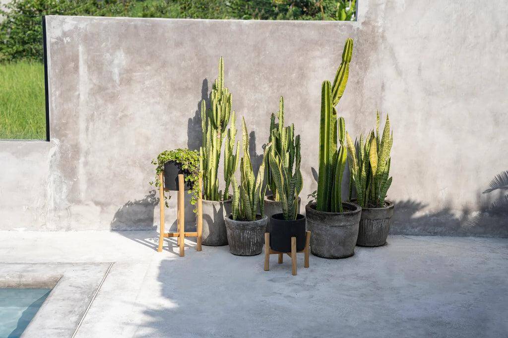 Groene cactussen in stijlvolle grijze potten op een zonnig terras, enhousiasme voor plantenverzorging en interieurdecoratie.