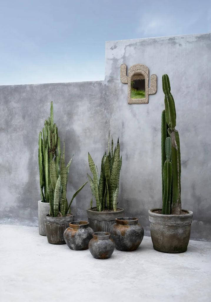 Decoratieve terracotta vazen in antiek grijs met droogbloemen en cactussen, tegen een betonnen achtergrond. Perfect voor droogbloem decor.