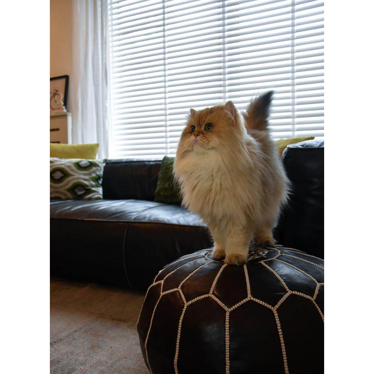 Pluizige kat staat op donkerbruine leren poef in gezellige woonkamer.