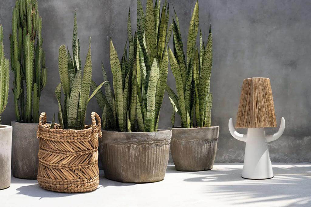 Decoratieve kamerplanten en handgeweven zeegras mand tegen een betonnen muur, perfect voor een moderne interieurinrichting.