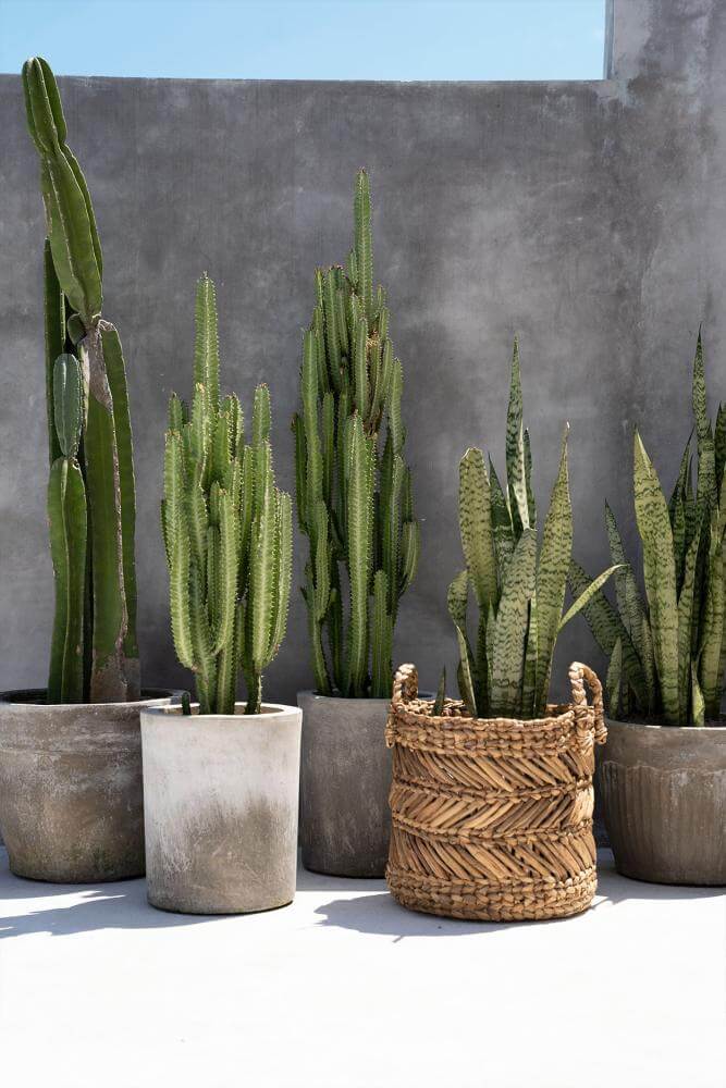 Groene cactussen in potten naast een met de hand geweven zeegras mand, tegen een grijze muur met blauwe lucht erboven.