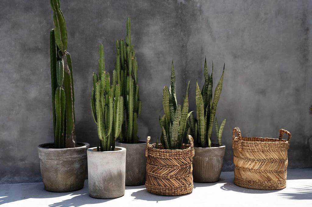 Cactussen en zeegras manden op een moderne beton achtergrond