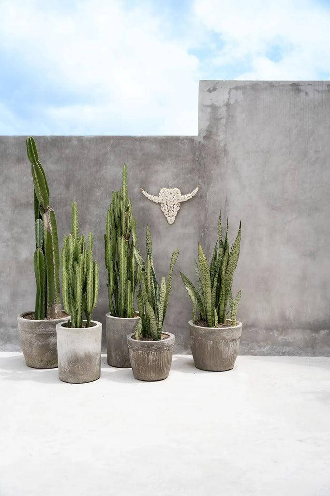 Decoratieve stier van schelpen aan de muur met cactussen in potten, creëert een bohemian sfeer in een minimalistische setting.
