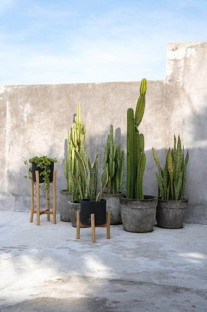Moderne Boho vaas The Chalk High met houten standaard en terracotta pot, omringd door grote groene cactussen tegen een betonnen muur.
