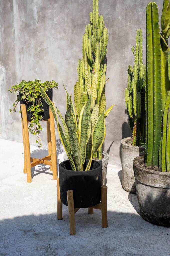 Stijlvolle Boho Chalk High vaas met planten, teakhouten standaard en terracotta pot, perfect voor een interieur upgrade in Java-stijl.