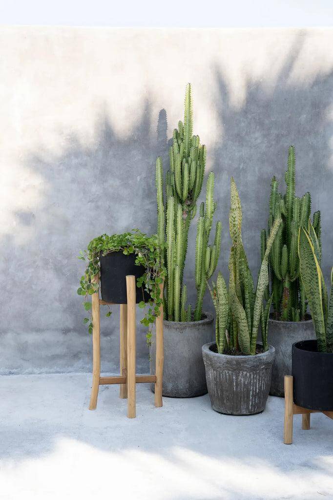 Boho vaas The Chalk High L in grijs terracotta met teakhouten standaard, omringd door grote cactussen, voor plantenliefhebbers.