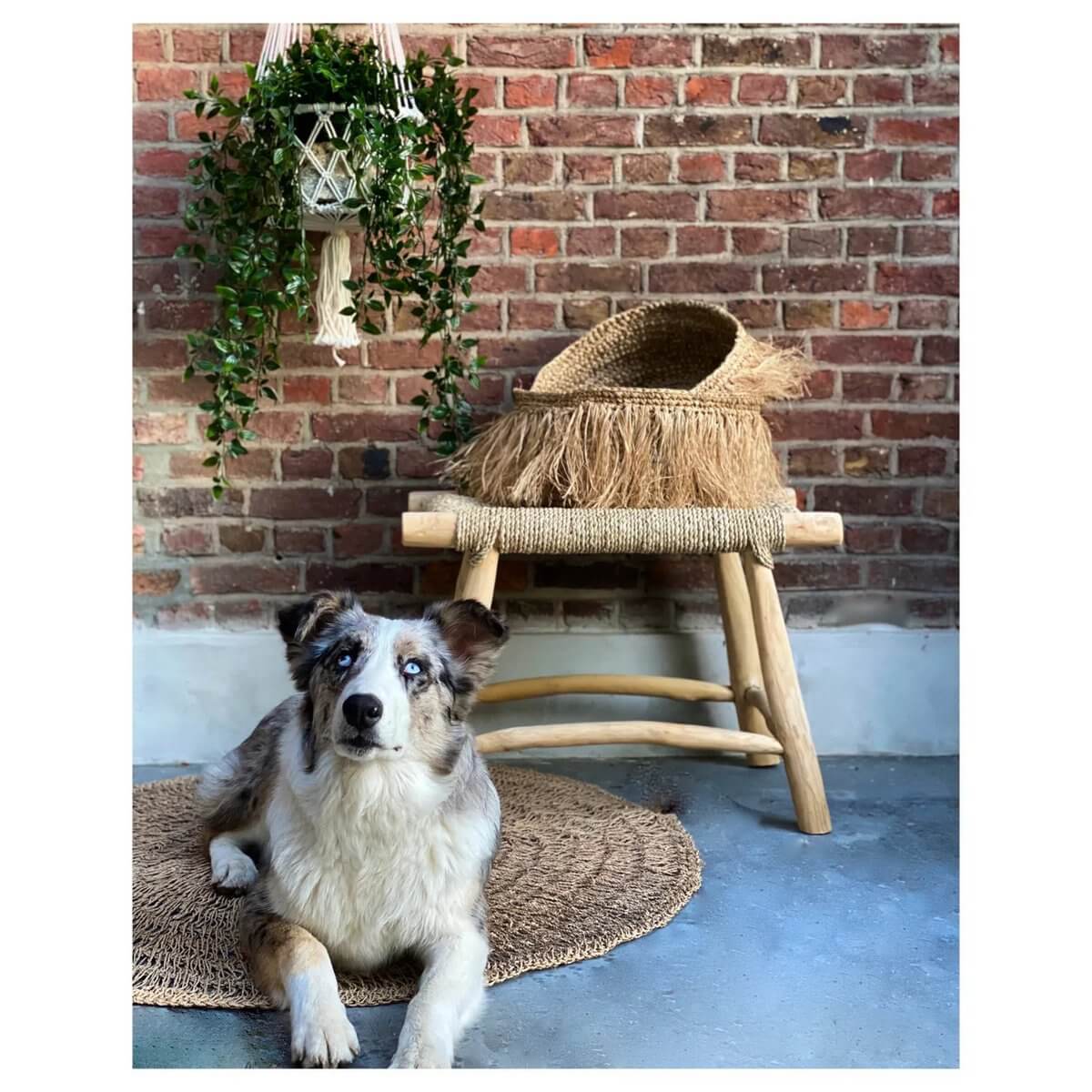 Cozy bohemian room decor with macrame plant holder and a cute dog on a woven mat next to a rustic stool.