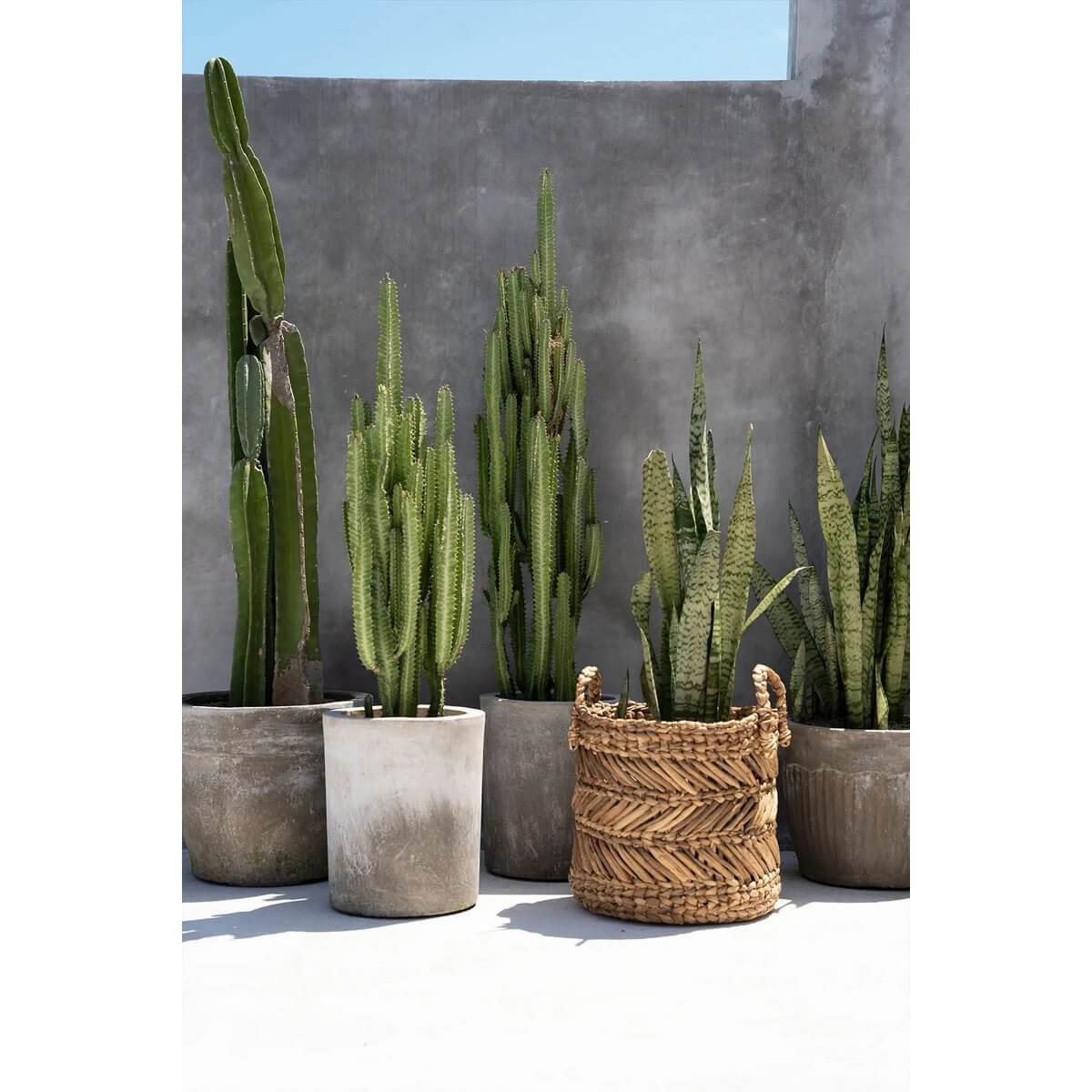 Grote zigzag mand van bananenbladeren naast cactussen op een zonnig terras.