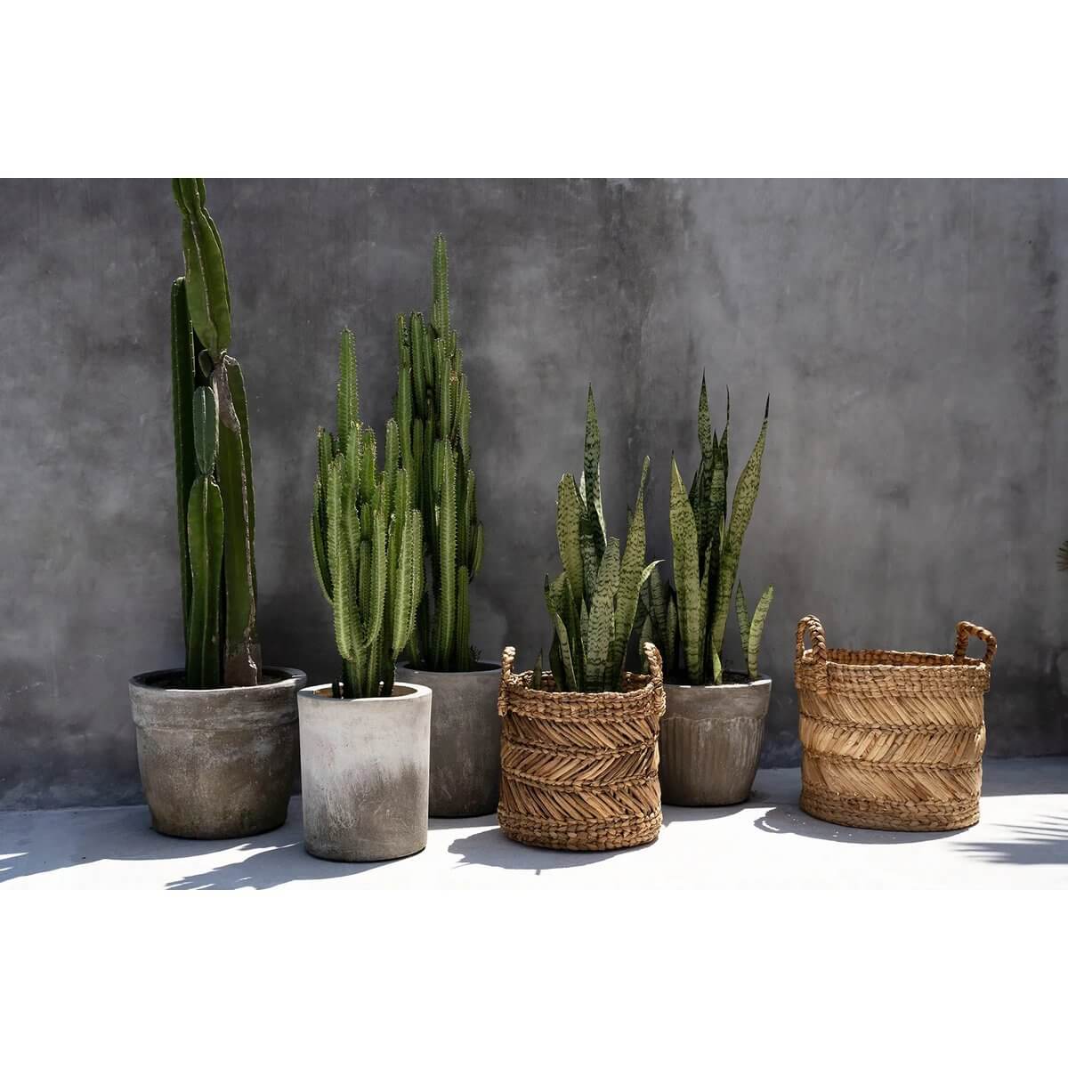 Groene cactussen in betonnen potten naast zigzag bananenzigzagmanden, perfect voor decoratieve opslag en styling.