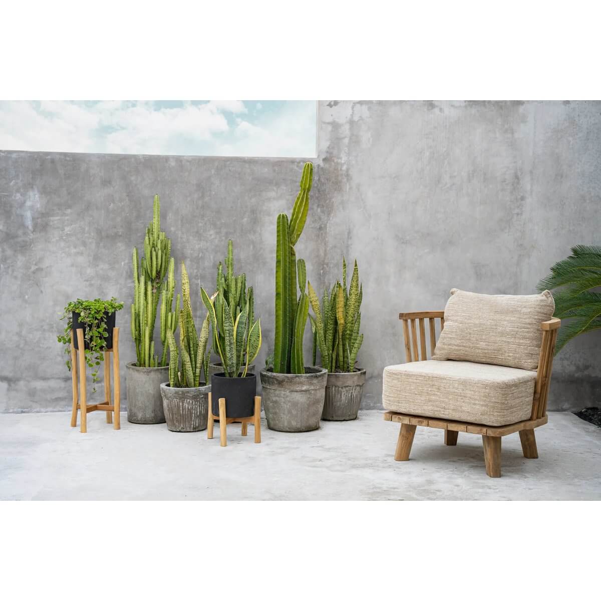 Bohemian outdoor setup with potted cacti and wooden chair against a concrete wall. Perfect for a modern, earthy vibe.